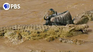 Wildebeest Cross Crocodile-Infested Water