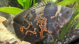 75 Gallon Display Tank Tour • (Tiger Oscar, Peacock Cichlid, Red Tail Shark, & Clown Loaches)