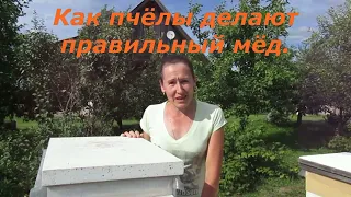 Как пчёлы делают правильный мёд (02.08.2022)