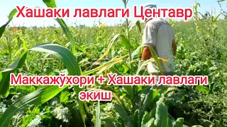 Хашаки лавлаги (Кормовая свекло) Центавр +  Маккажўхори экилган. Уруғлар сотувда 993280080 #свекло