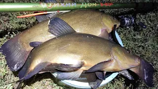 A bucket of large tench at the evening dawn!! Float fishing