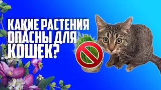 КАКИЕ РАСТЕНИЯ ОПАСНЫ ДЛЯ КОШЕК?