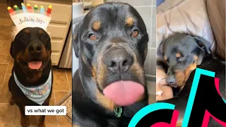 The Most Amazing Rottweiler TikTok Compilation | Dogs Of TikTok