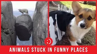 TRY NOT TO LAUGH At Cute Pet Animals Stuck in Funny Places Fail | Funny Videos 2019