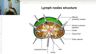 Lymphatic disorders in Arabic 3 (T.B lymphadenitis, part 1 ) , by Dr. Wahdan