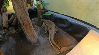 Varanus Exanthematicus - Stinkeye & Erica copulating/mating pt.2