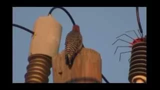 Defeat woodpecker electrocution