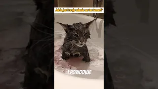 Czy powinno się kąpać kota ?