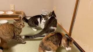 犬のくしゃみにびっくりする猫たち。