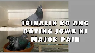 IBINALIK KO ANG DATI JOWA NI MAJOR PAIN |Reggie Cruz Loft & Aviary #reggiecruzloftandaviary