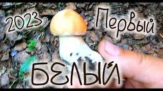 белые грибы в Ленинградской области 2023 , white mushrooms in the Leningrad region