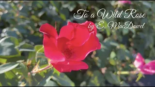 To a Wild Rose by E. MacDowell