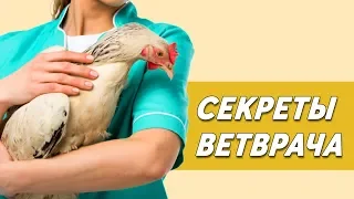 СЕКРЕТЫ ВЕТВРАЧА. Как бороться с распространенными болезнями кур.