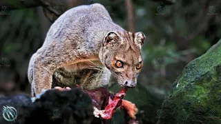 FOSSA ─ Madagascar's Demonic Apex Predator
