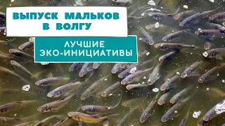 Лучшая Эко инициатива: Выпуск мальков!