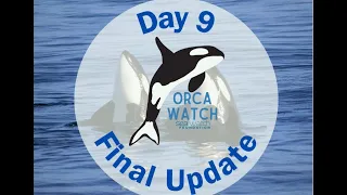 Orca Watch 2024: Final Round-Up