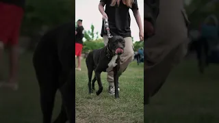 Прайтер БАРСЕЛОНА из команды DogsEnergym (Санкт-Петербург) на соревнованиях 18.06.2023