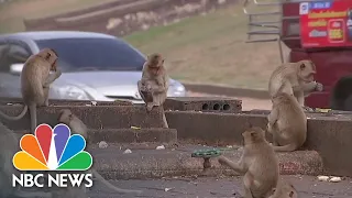 Monkey Business: How COVID-19 Impacted Local Species In Thailand | NBC News NOW