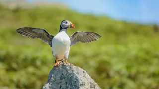 Atlantic Puffins | Cute Baby Puffins Compilation