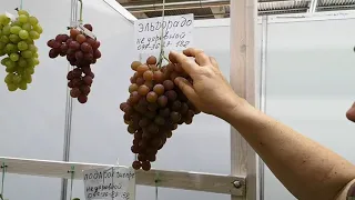 Виноград Эльдорадо
