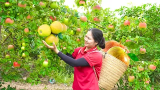 Harvesting Red Apples Are Super Sour Go to the market to sell - Alma Daily Life