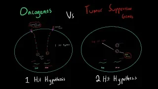 Cancer Oncogenes vs Tumor Suppressor Genes (1-Hit vs 2-Hit Hypothesis EVERYTHING NEED TO KNOW MCAT)