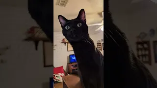 Black feline jumpscare