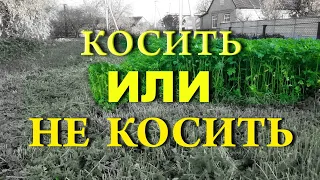 Косить или не косить горчицу на сидераты