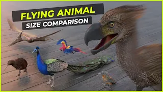 Bird size Comparison | In Human Scale | Biggest birds in the world