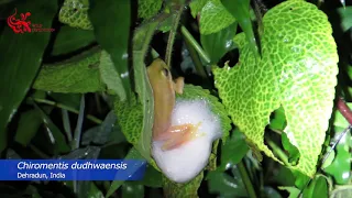 Foam Nesting of Tree Frog (Chiromentis dudhwaensis)