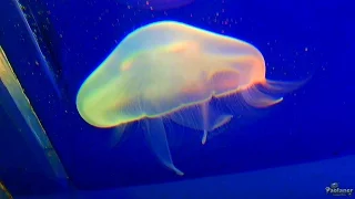 Saint-Petersburg's Oceanarium. Jellyfish (2016)