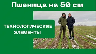 Пшеница на 50 см | Норма высева 1 млн. и меньше