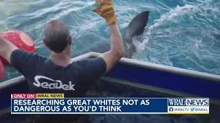 Researchers describe thrill of reeling in massive great white sharks off North Carolina coast