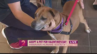 Take2: Adopting a "Sweetheart Special" at Hawaiian Humane Society