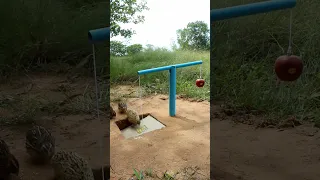 Easy Bird Trap Using Cardboard Blue Pipe & Apple Fruit #shorts