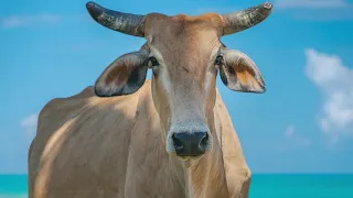 Cow | Cow Images | Most beautiful Cow photos