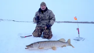 ШОК!  МЕШОК ЩУКИ ЗА НЕСКОЛЬКО МИНУТ. Рыбалка жерлицами и огромная плотва на чудесную приманку.