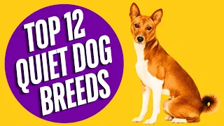 Top 12 Quiet Dog Breeds for Peaceful Homes | Pet Pals