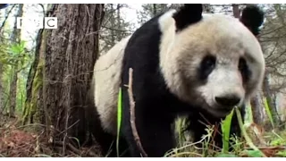 Cute Giant Panda Pees Upside Down!