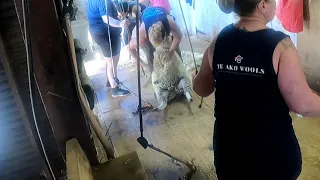 Shearing crazy xbred Ewes in the Wairarapa,Nz 2021