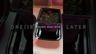 STARTING DOLLAR TREE SEEDS INSIDE | White Lisbon Bunching Onion | Connecticut Garden