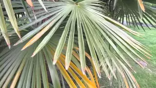 Fertilizing a Palm Tree