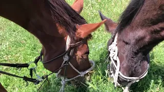 Конен преход в Родопите - Конна езда в планината