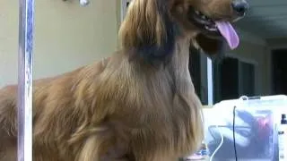 Longhaired Dachshund Grooming - new video link in desc