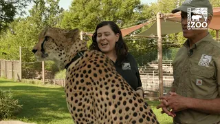 Thane Maynard's Story Safari - Tommy T the Cheetah - Cincinnati Zoo