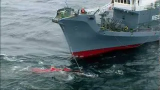 Whale Wars: Raw Whale Kill