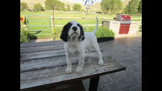 Wild Birds BEWARE!!! / Wyoming Upland & English Setters