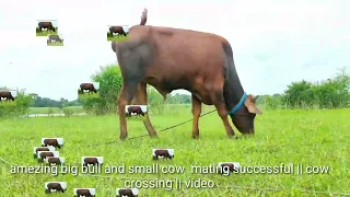 amezing big bull and small cow friend successful || cow video