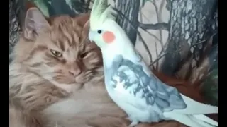 Кошка и попугай любовь Cat and parrot love