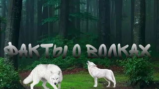 ФАКТЫ О ВОЛКАХ! #волк